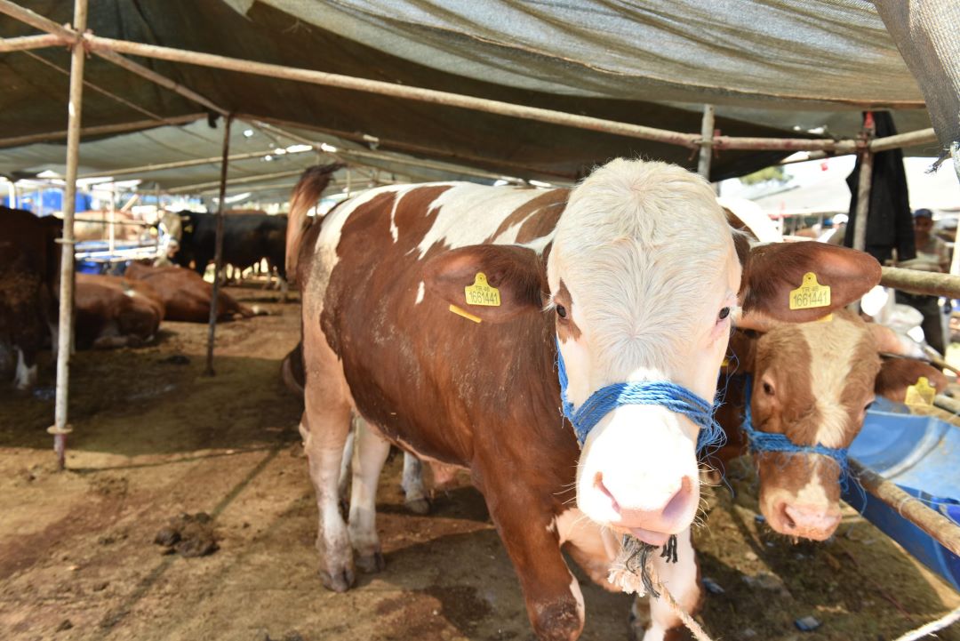 Kepez’de Kurban Kesim Alanları Açıklandı! 2