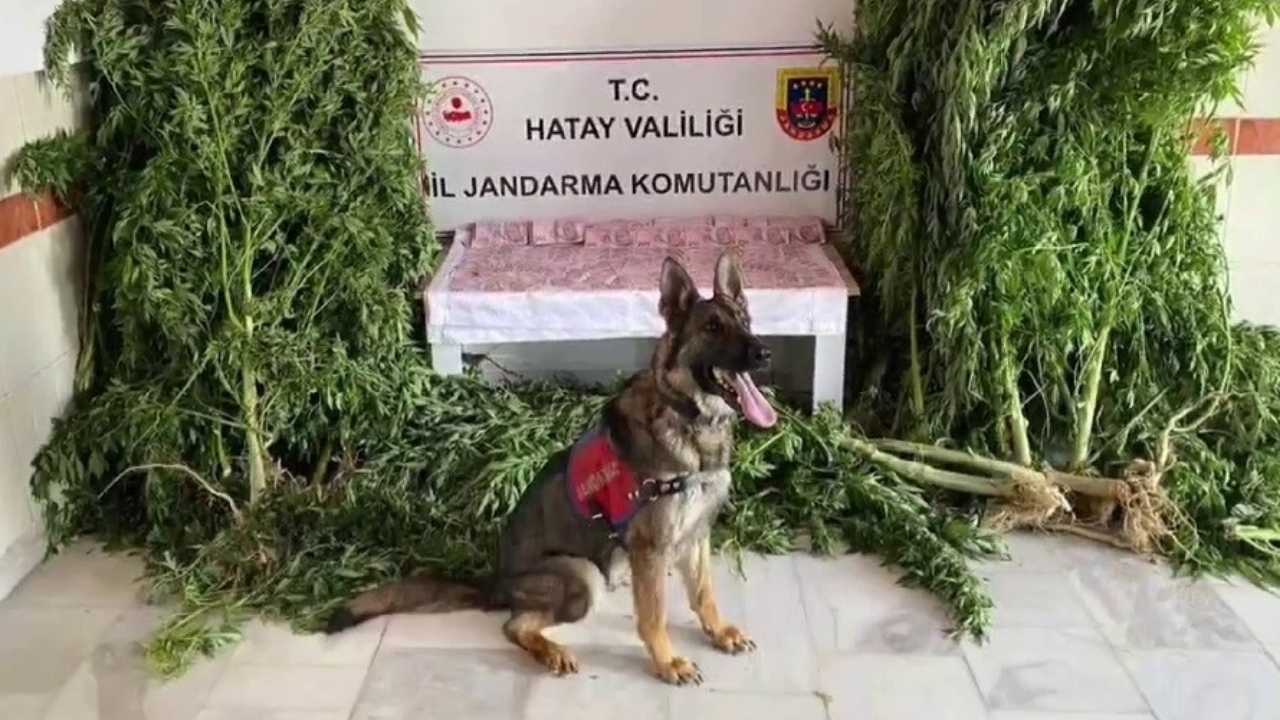 Hatay’da Serada 7 Bin Kök Kenevir Ele Geçirildi 2
