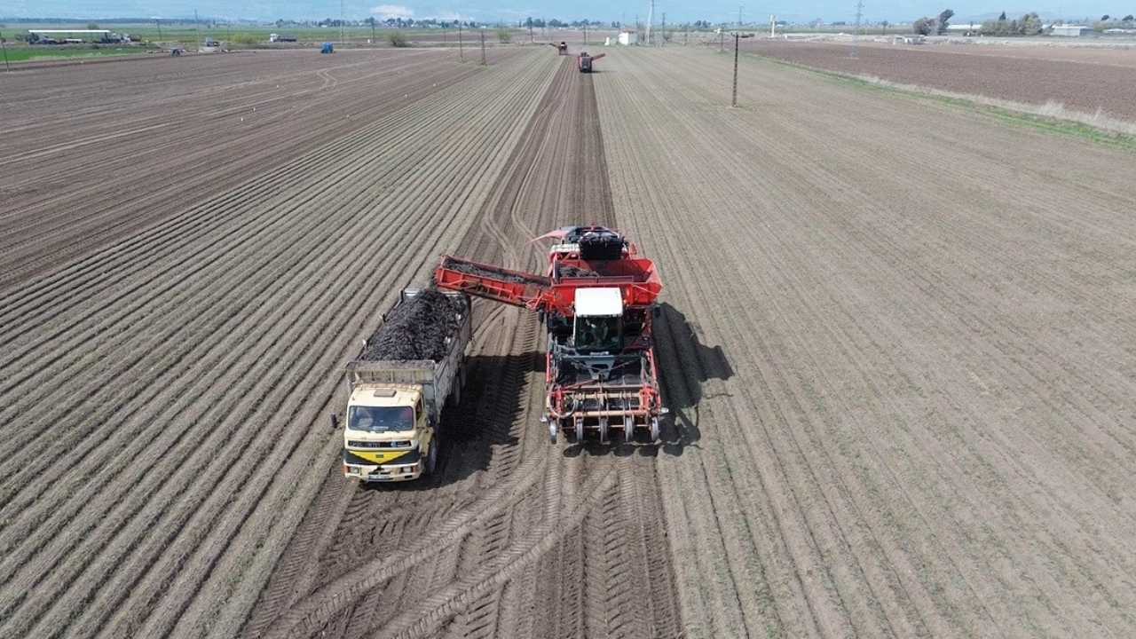 Hatay’da Siyah Havuç Verimi Yüzleri Güldürdü 2