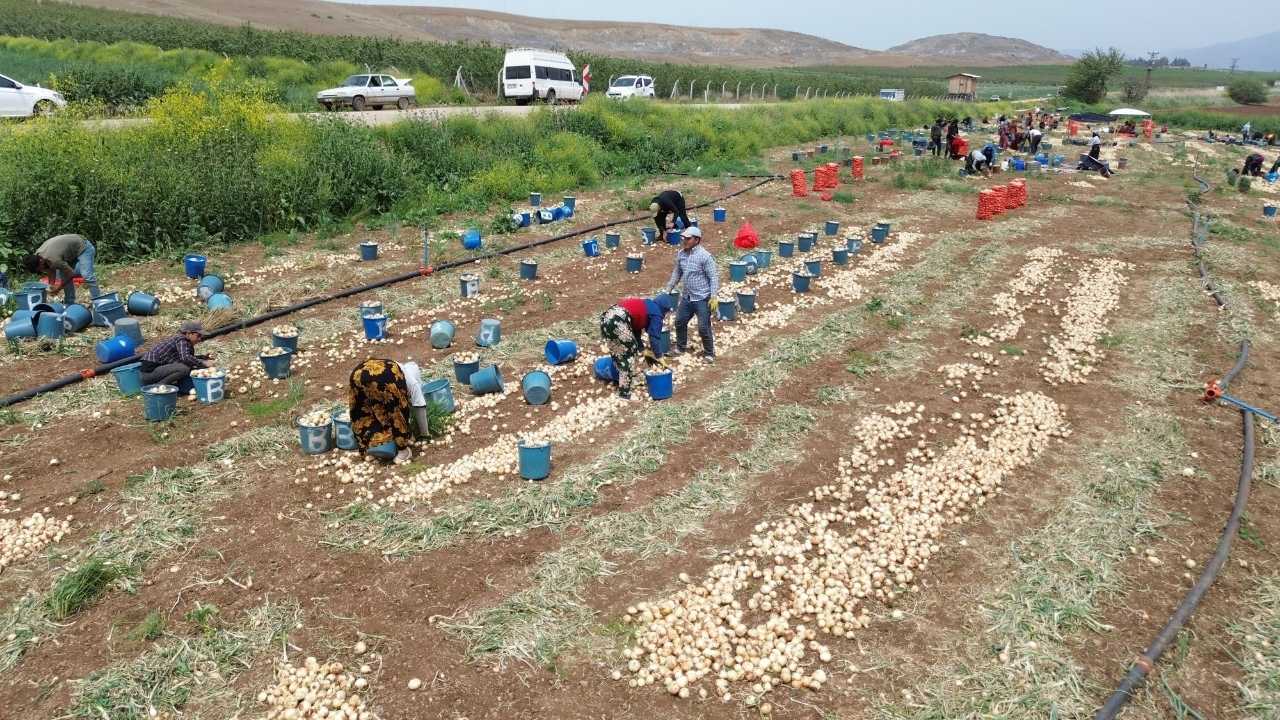 Hatay’da Soğan Tarlada 8, Markette 30 Tl2