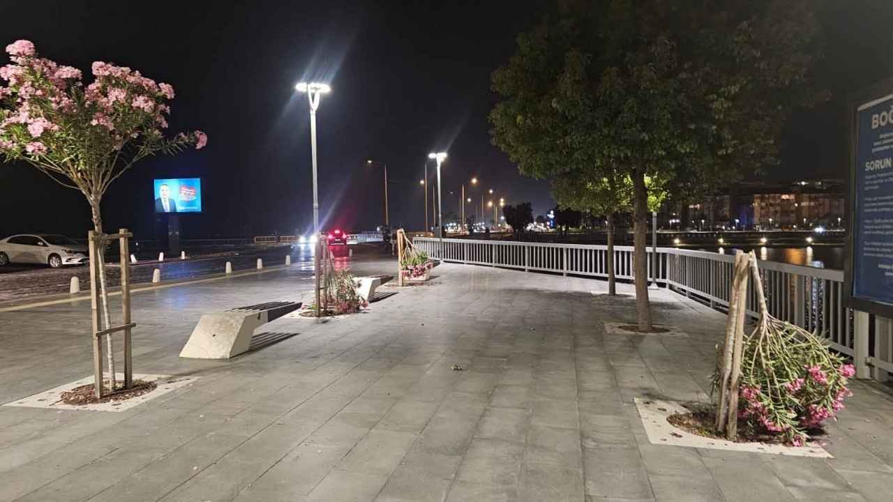 Konyaaltı Sahili'ndeki Ağaçlara Saldırı! 2
