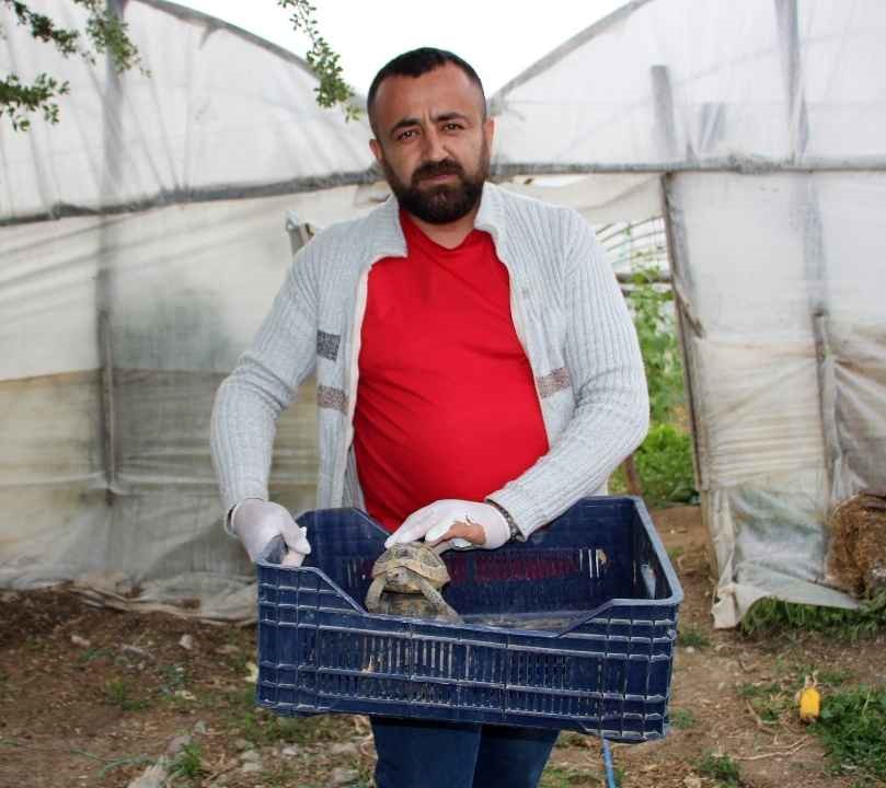 Kumluca'da Serasına Dadanan Kaplumbağayı İkna Etmeye Çalıştı 4