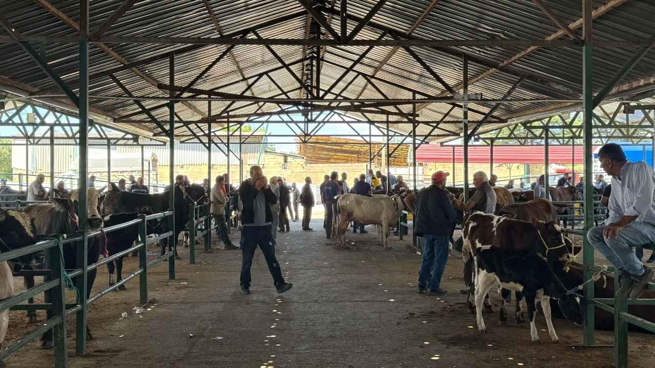 Kurban Pazarları Hareketlendi Isparta'da 2025 Kurban Fiyatları Ne Kadar 2