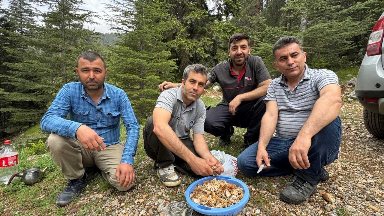 Mersin’de Kuzugöbeği Mantarı Tutkuyla Toplanıyor 2