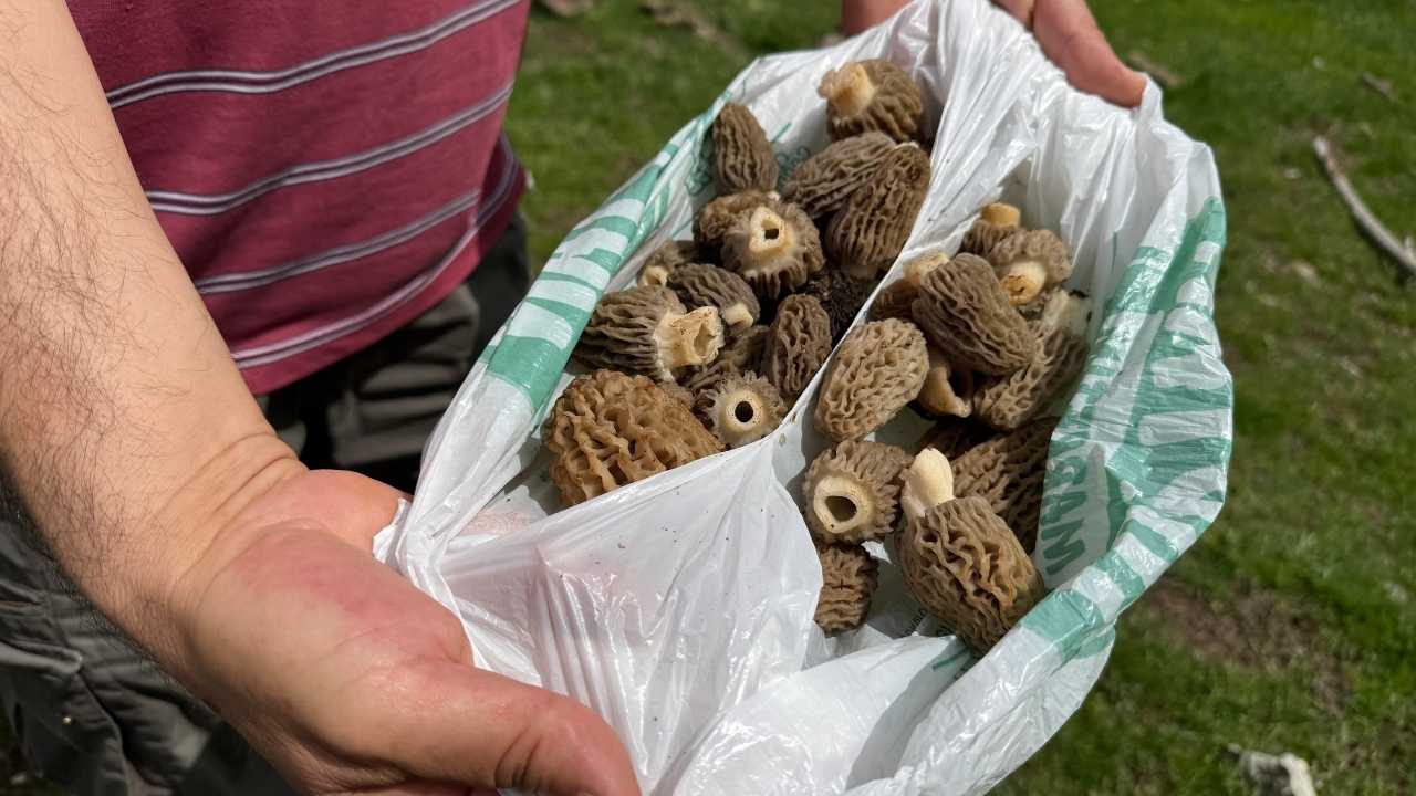 Mersinde Kuzugöbeği Mantarı Tutkuyla Toplanıyor3