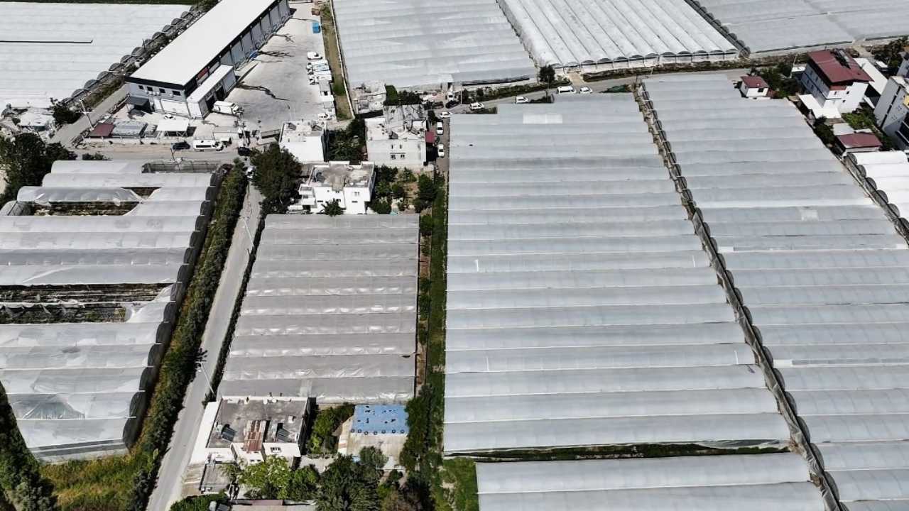 Mersin’de Şeftali Serası Zehir Tarlası Çıktı3
