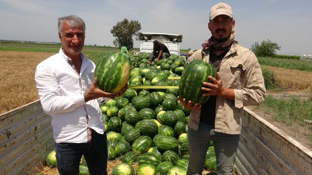 Mersin’in Karpuz Tarlalarında Zorlu Sezon 2