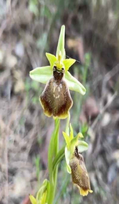 Milli Parklar'dan Kemer Orkidesi İçin Çağrı 2