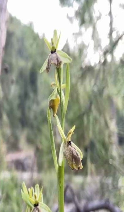 Milli Parklar'dan Kemer Orkidesi İçin Çağrı 3