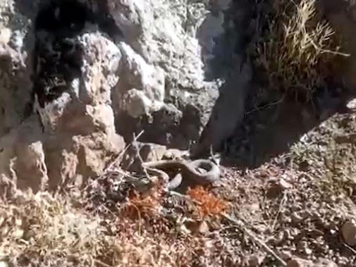 Türkiye'nin En Zehirli Yılanlarından Biri Görüldü!