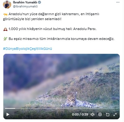 Yüce Dağların Gizli Kahramanı Anadolu Parsı Görüntülendi 1