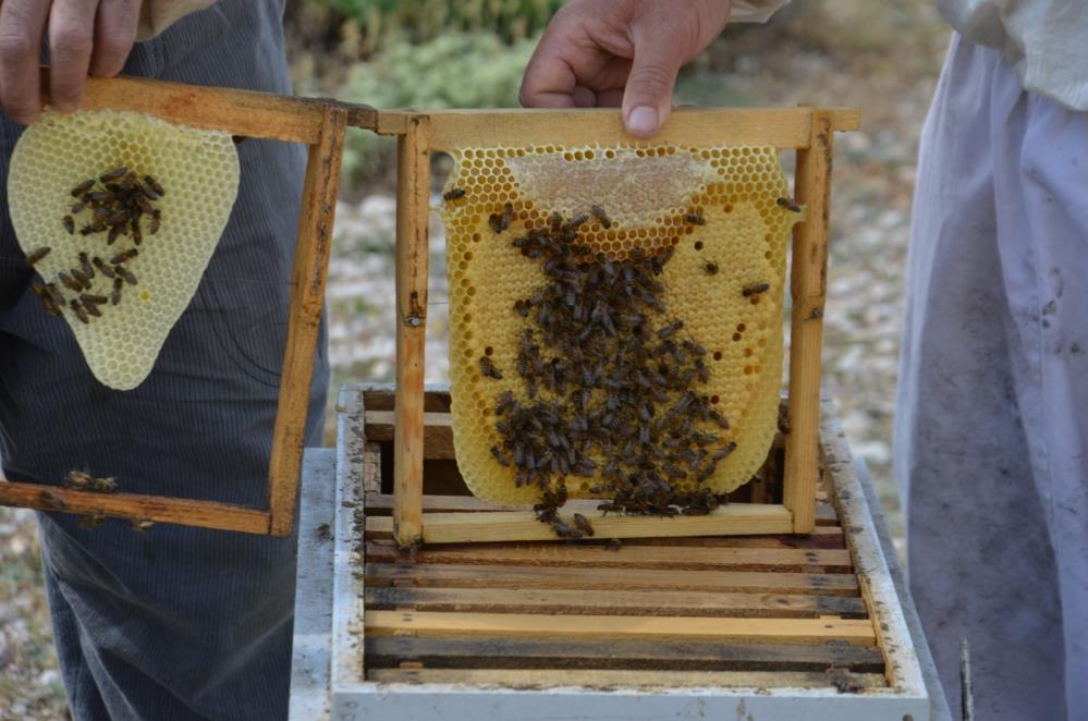 Antalya'da Arıcılar Yaylalarda Kara Kovan Mesaisine Başladı