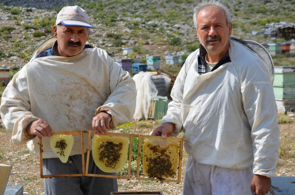 Antalya'da Arıcılar Yaylalarda Kara Kovan Mesaisine Başladı