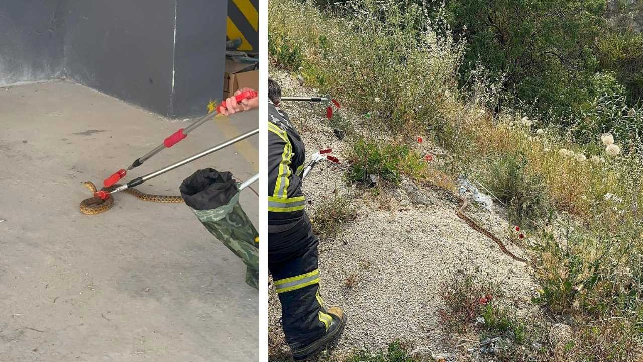 Burdur'da 10 Günde 8 Yılan Vakası! Ekipler Teyakkuzda 2