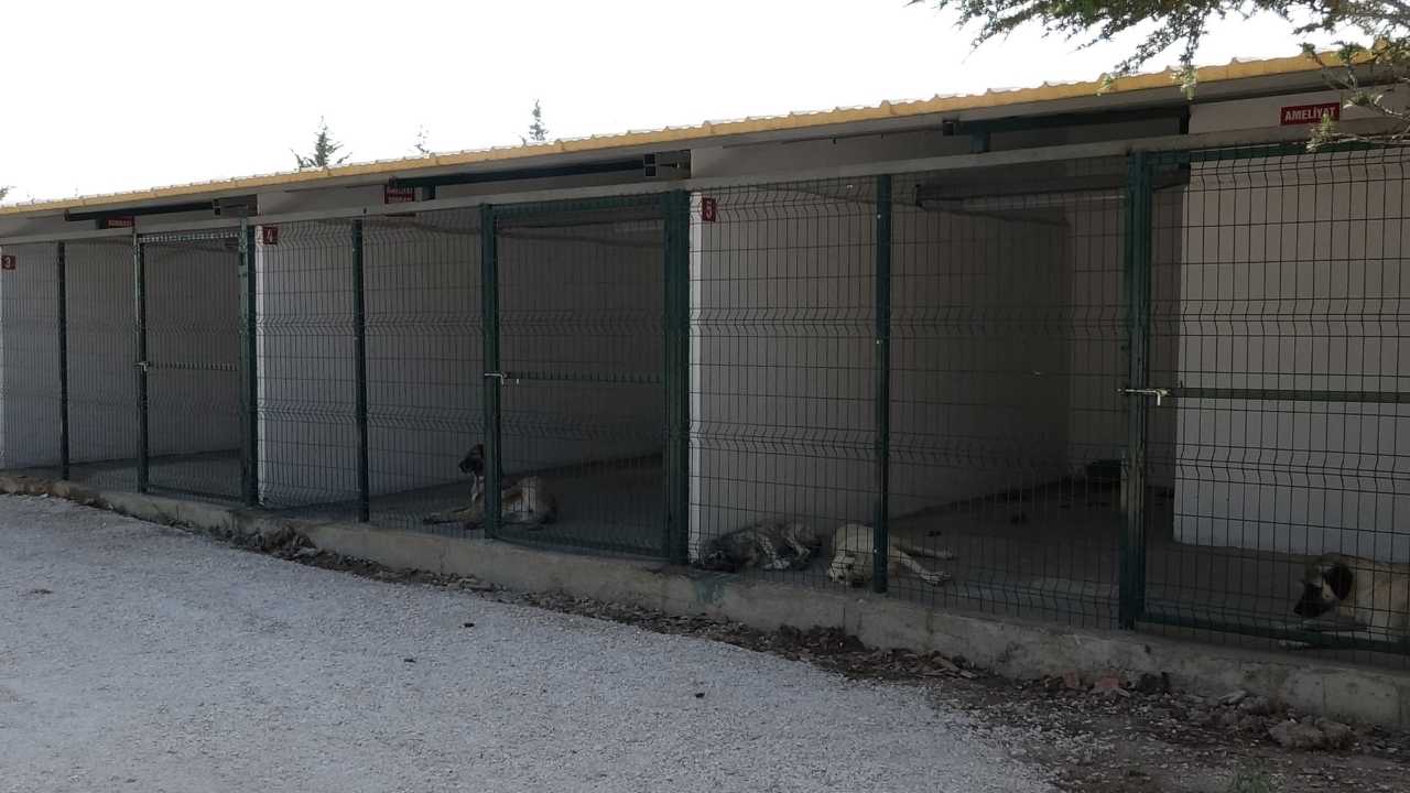 Burdur’da Sokak Hayvanları İçin Dev Yatırım Hayata Geçti 5