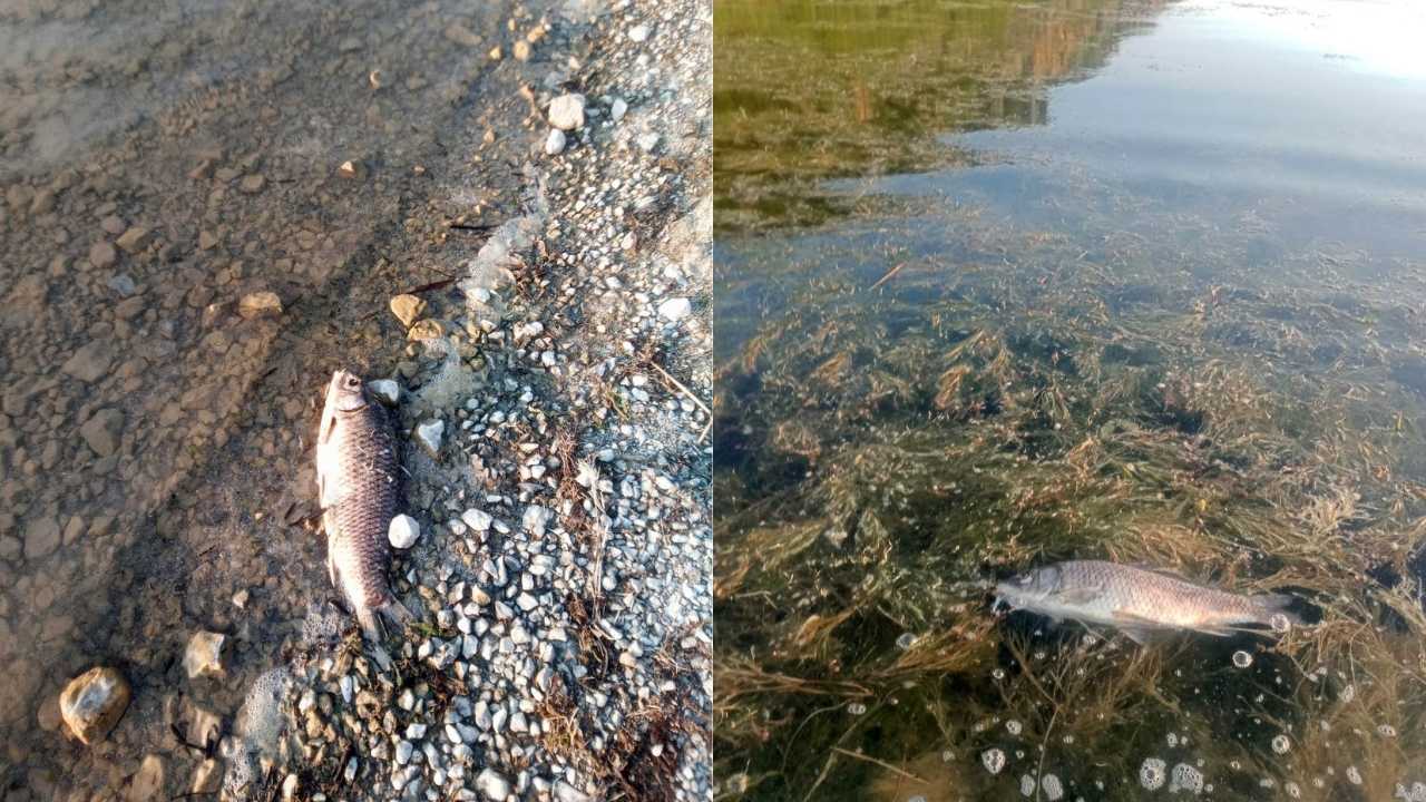 Eğirdir Gölü’nde Su Seviyesi Kritik, Balık Ölümleri Artıyor 2