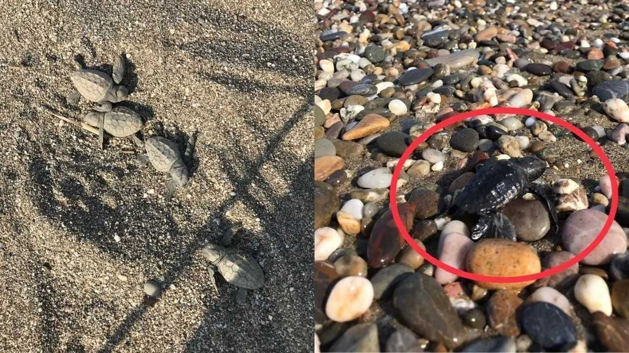 Gazipaşa’da “Çed Gerekli Değildir” Kararının İptali İçin Dava Açıldı2