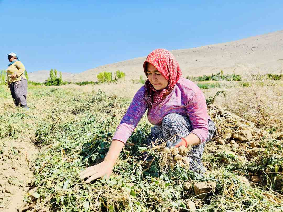 Elmalı’nın Ata Mirası Gilevgi Sarımsağı Yüz Güldürdü 1