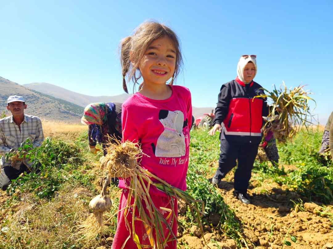Elmalı’nın Ata Mirası Gilevgi Sarımsağı Yüz Güldürdü 2