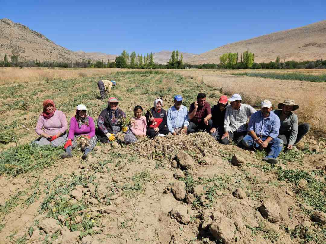 Elmalı’nın Ata Mirası Gilevgi Sarımsağı Yüz Güldürdü 3