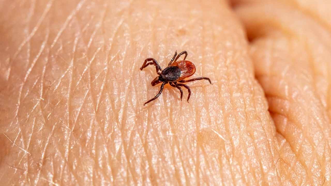Yaz Geldi, Keneler Bu Yaz Da Pusuda! (1)