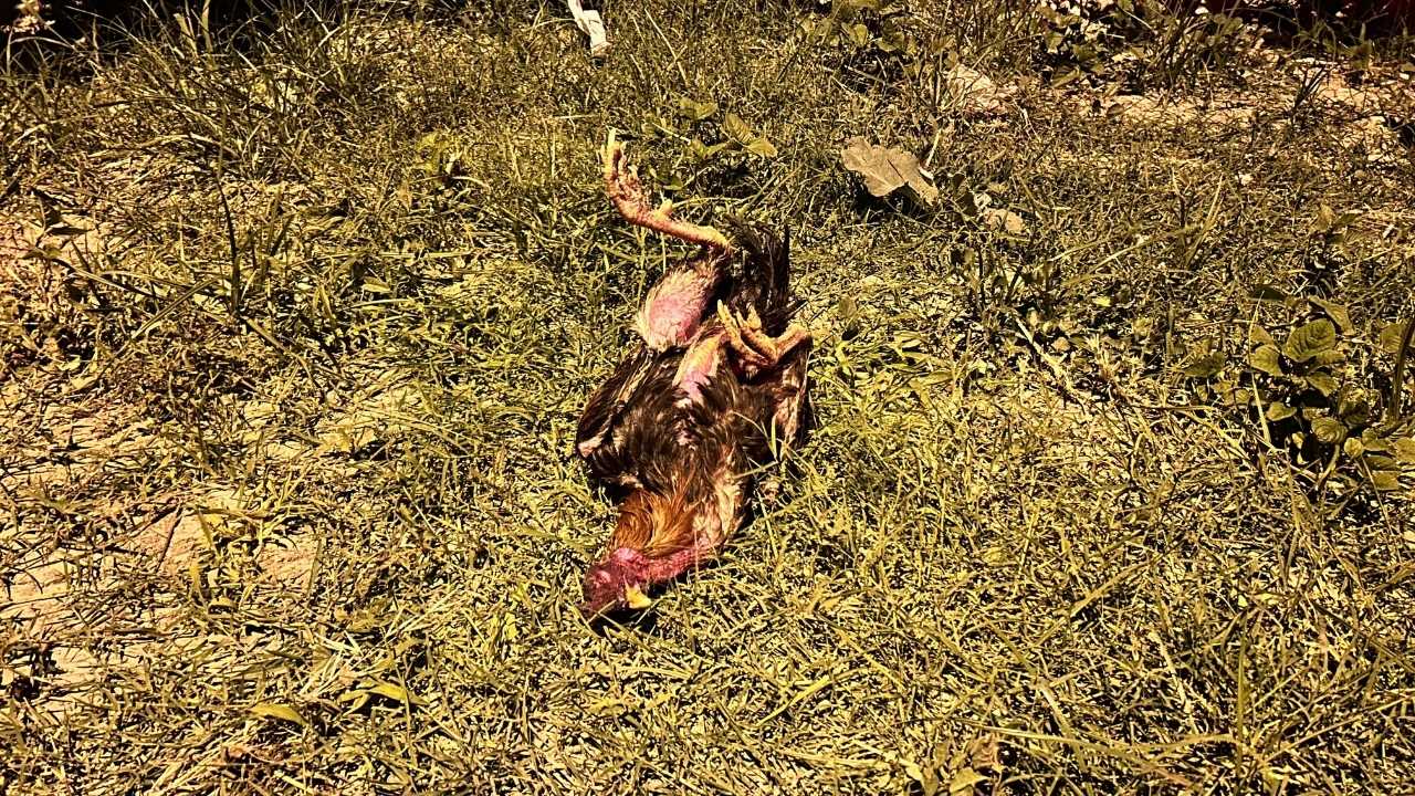 Hatay’da Kaza Sonrası Horoza Kalp Masajı2