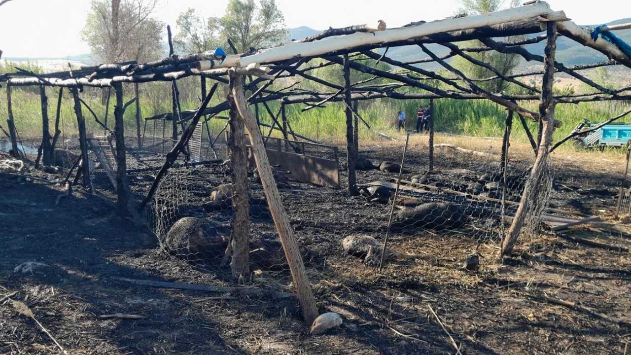 Isparta’da Ağıl Yangınında 22 Küçükbaş Hayvan Telef Oldu 2