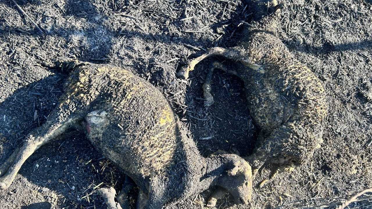 Isparta’da Ağıl Yangınında 22 Küçükbaş Hayvan Telef Oldu 3