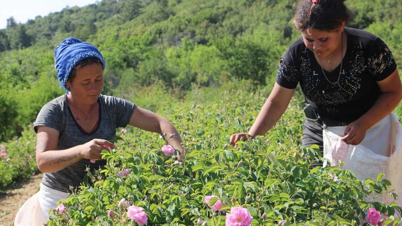 Isparta’da Gül Bahçeleri Turizmi Revaçta! Hasat Zamanı Bahçeler Doldu 2