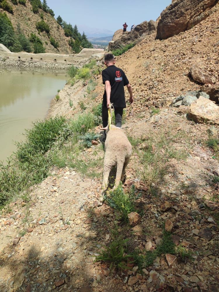 Isparta'da Kaçan Kurbanlık Koyun Kurtarıldı