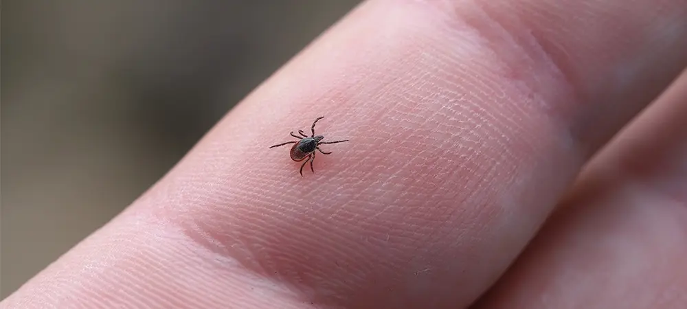 Kene Isirmasi 23 59700 Web Image B