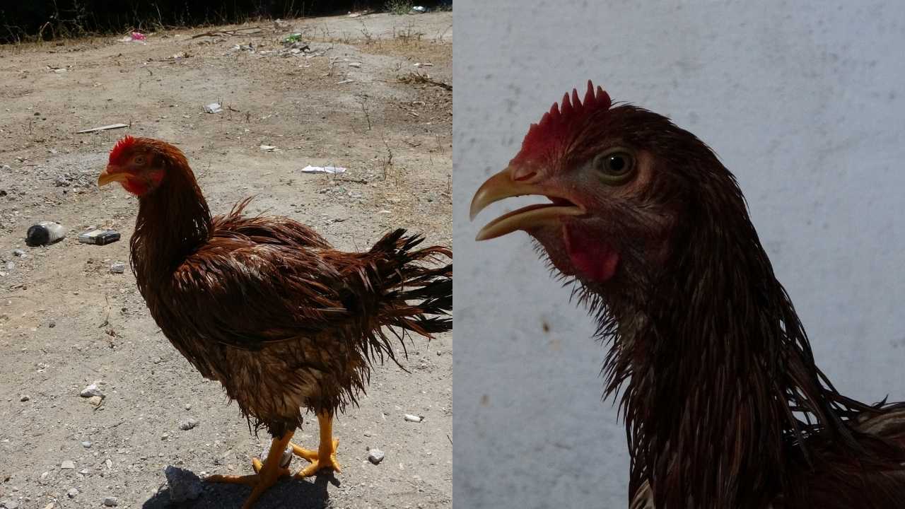 Mersin’de Kesmeye Kıyamadığı Tavuğuna Veteriner Arıyor 3