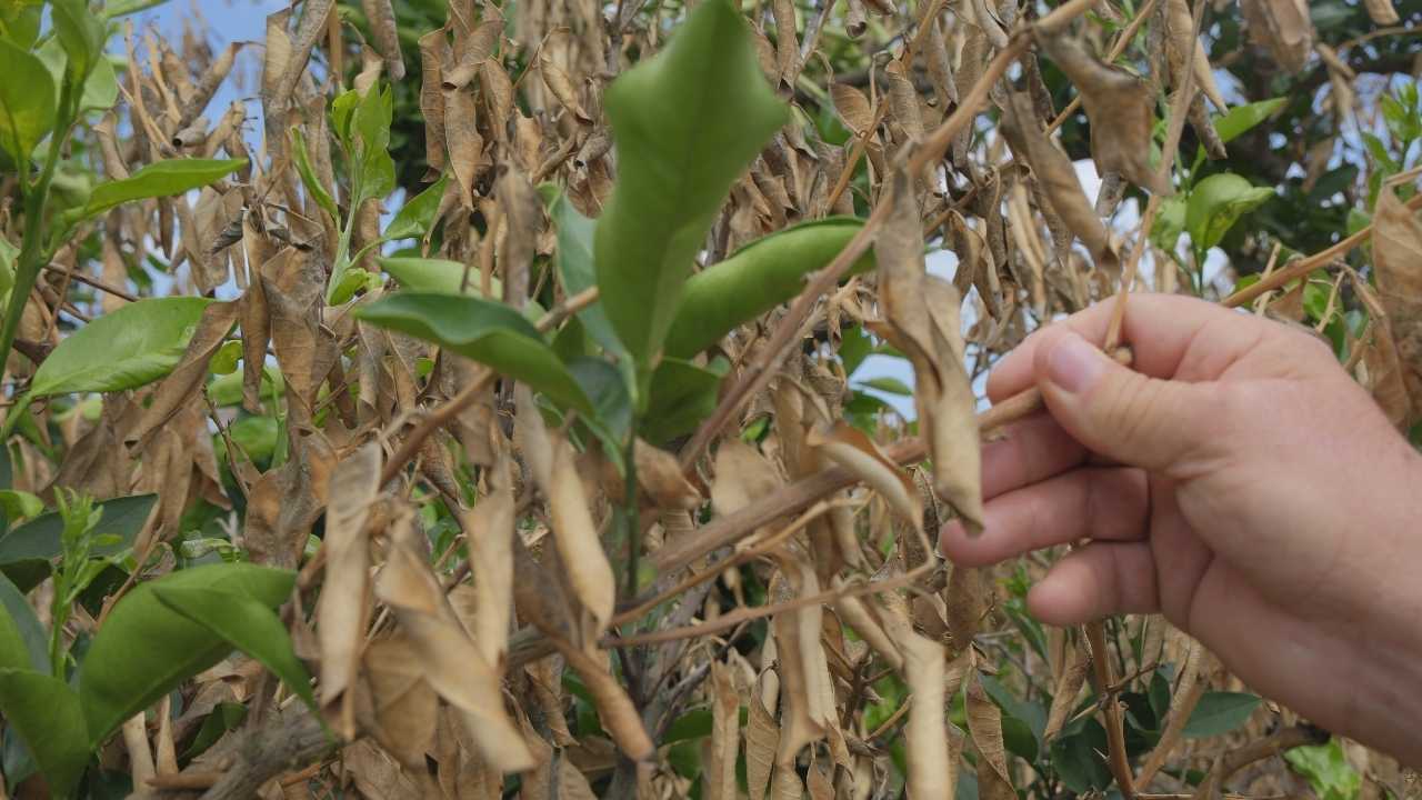 Mersin’de Zirai Don Tarımı Vurdu2