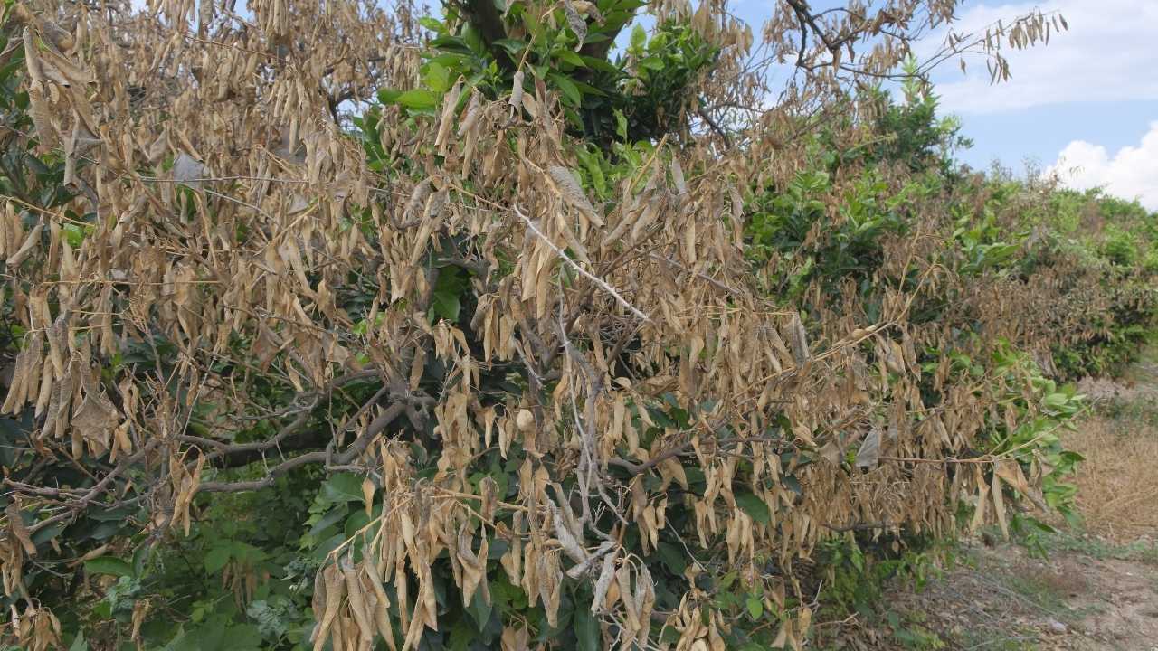 Mersin’de Zirai Don Tarımı Vurdu3