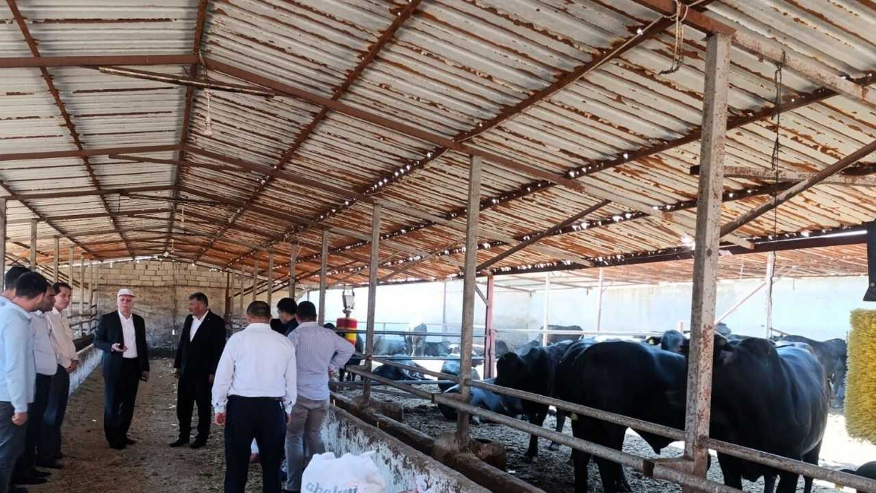 2025 Te Hayvanciliğa Şap Darbesi̇