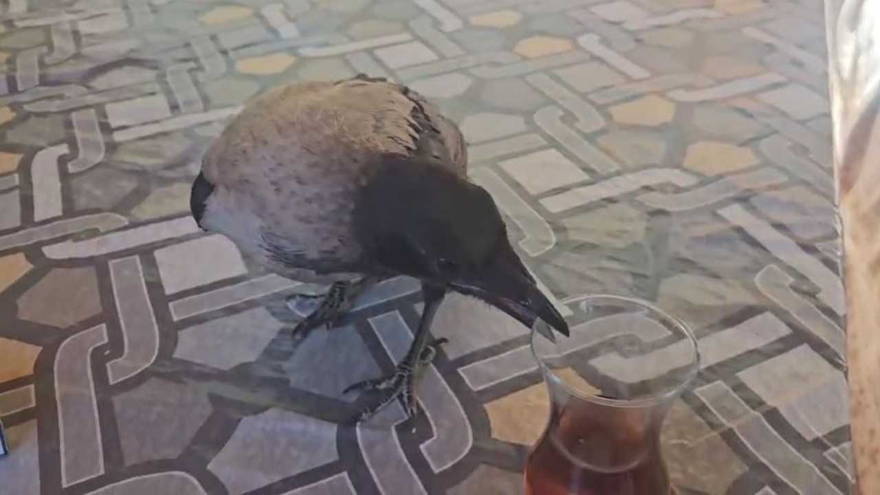 Adana’da Karga Kendisini Kurtaran Veterineri Unutmuyor 2