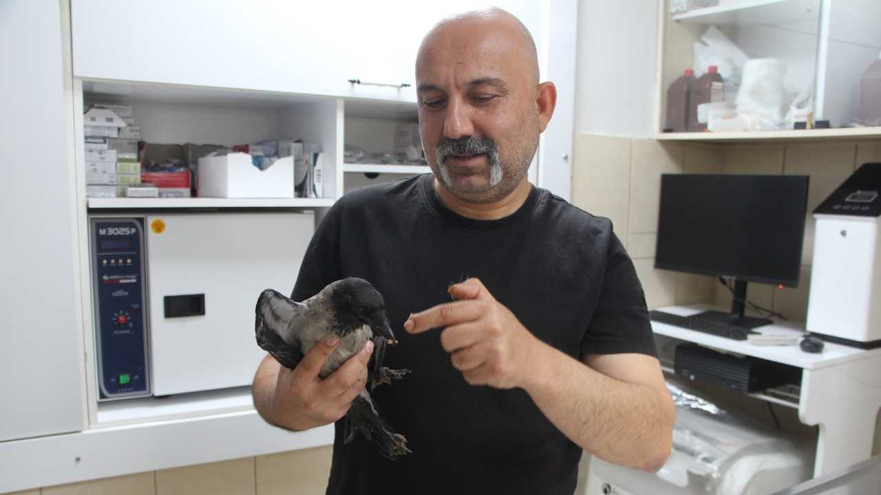 Adana’da Karga Kendisini Kurtaran Veterineri Unutmuyor 3