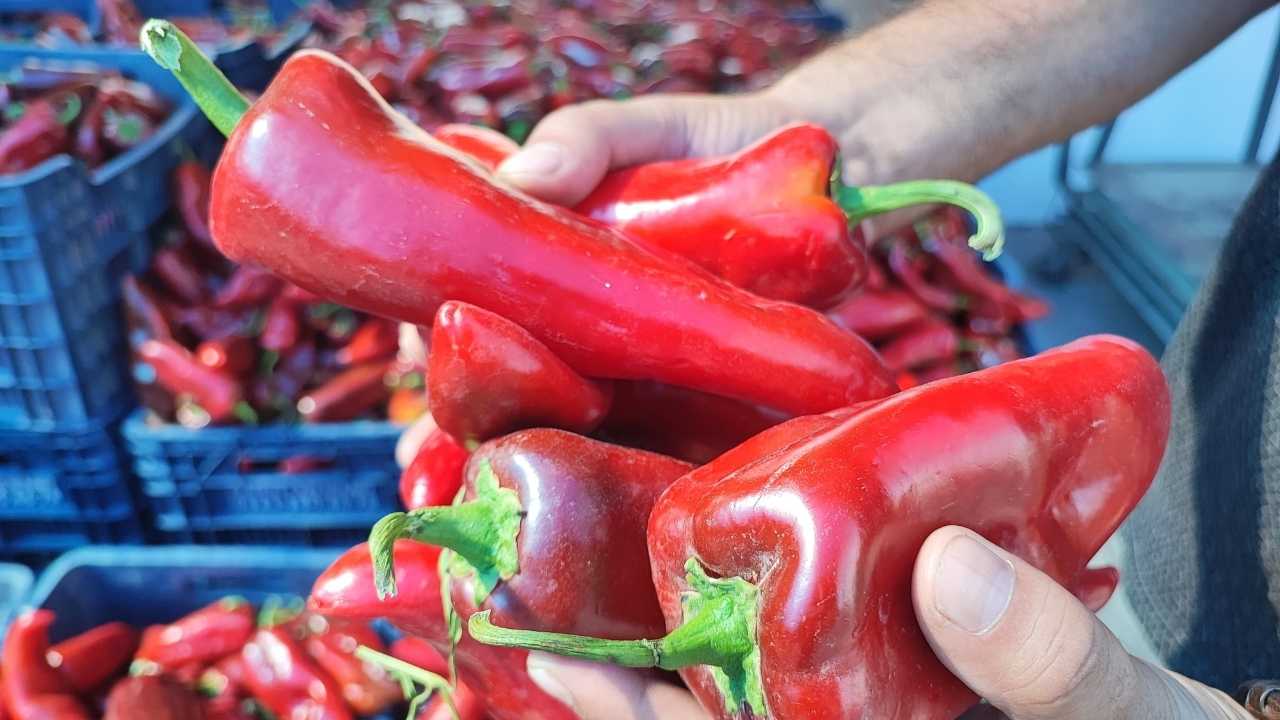Adana’da Salçalık Biberler Pazarda Yerini Aldı 2