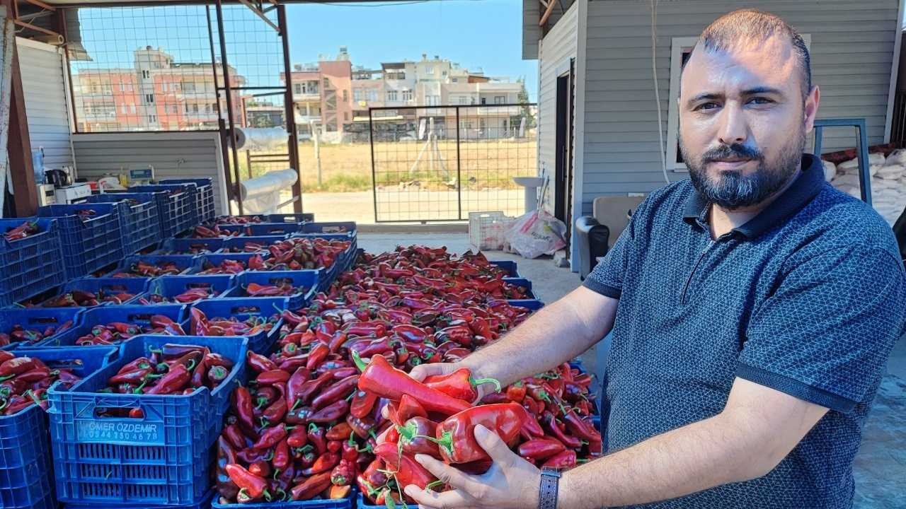 Adana’da Salçalık Biberler Pazarda Yerini Aldı 3