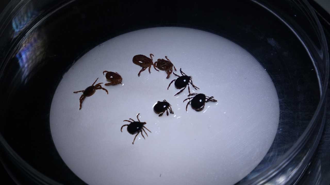 Adana'da Uzman İsimden Kene Çıkarma Uyarıları 2-1