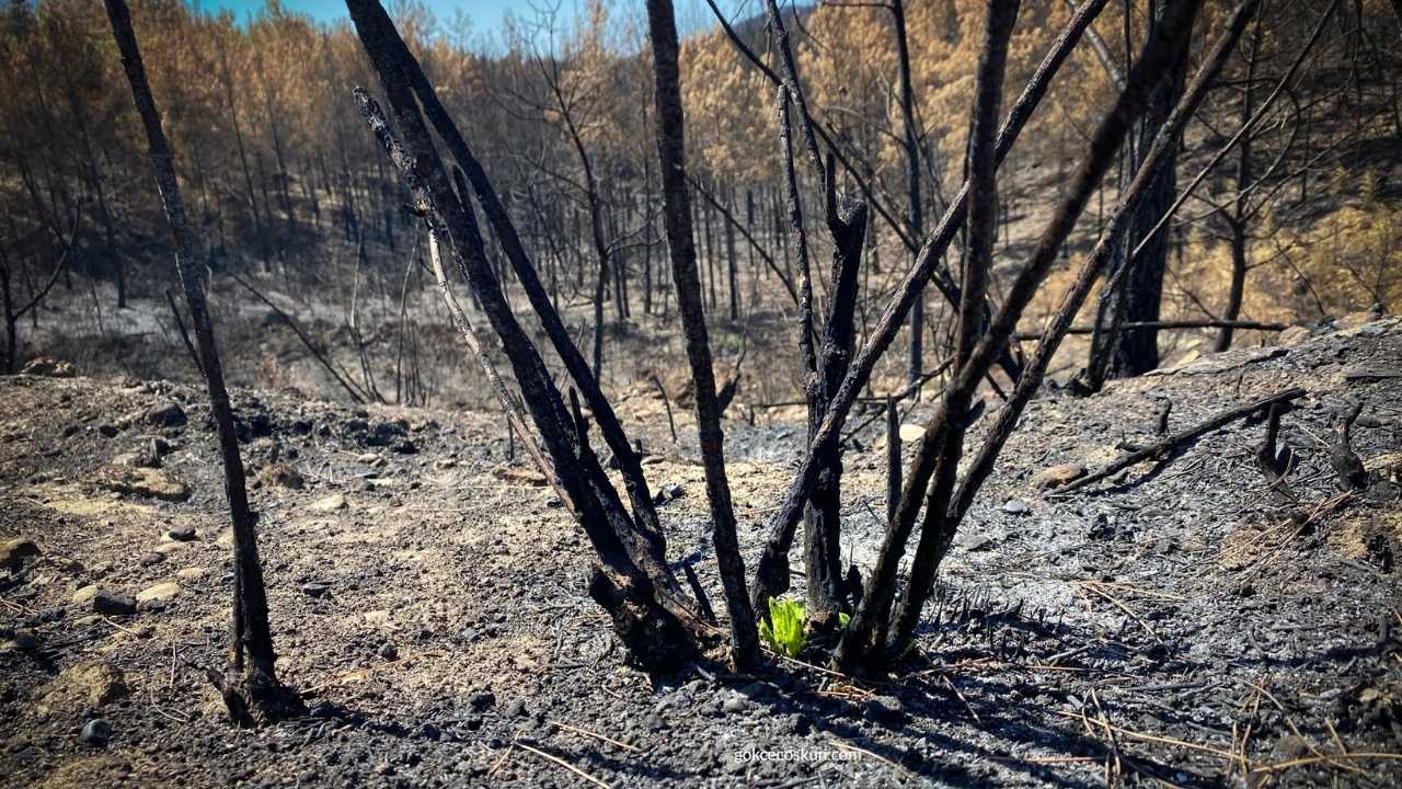 Akdeniz Ve Ege'de Yanan Ormanlara Zeytin Ve Ceviz Dikilebilir Mi Uzmanlar Açıkladı 3
