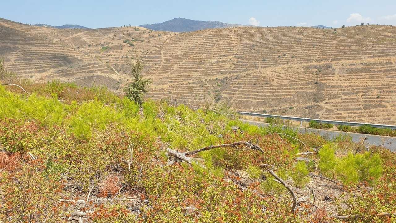 Akdeniz Ve Ege'de Yanan Ormanlara Zeytin Ve Ceviz Dikilebilir Mi Uzmanlar Açıkladı 4