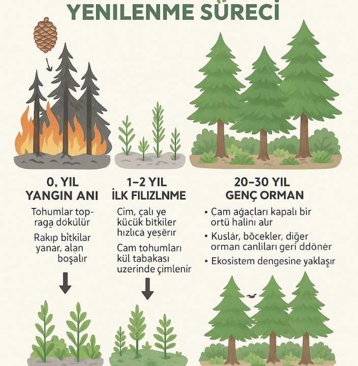 Akdeniz Ve Ege'de Yanan Ormanlara Zeytin Ve Ceviz Dikilebilir Mi Uzmanlar Açıkladı 5