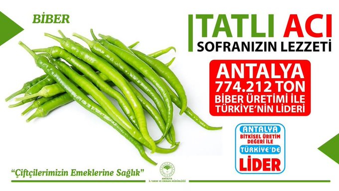 Antalya Çiftçisi Rekor Kırdı! Biberde Türkiye 1’Incisi12