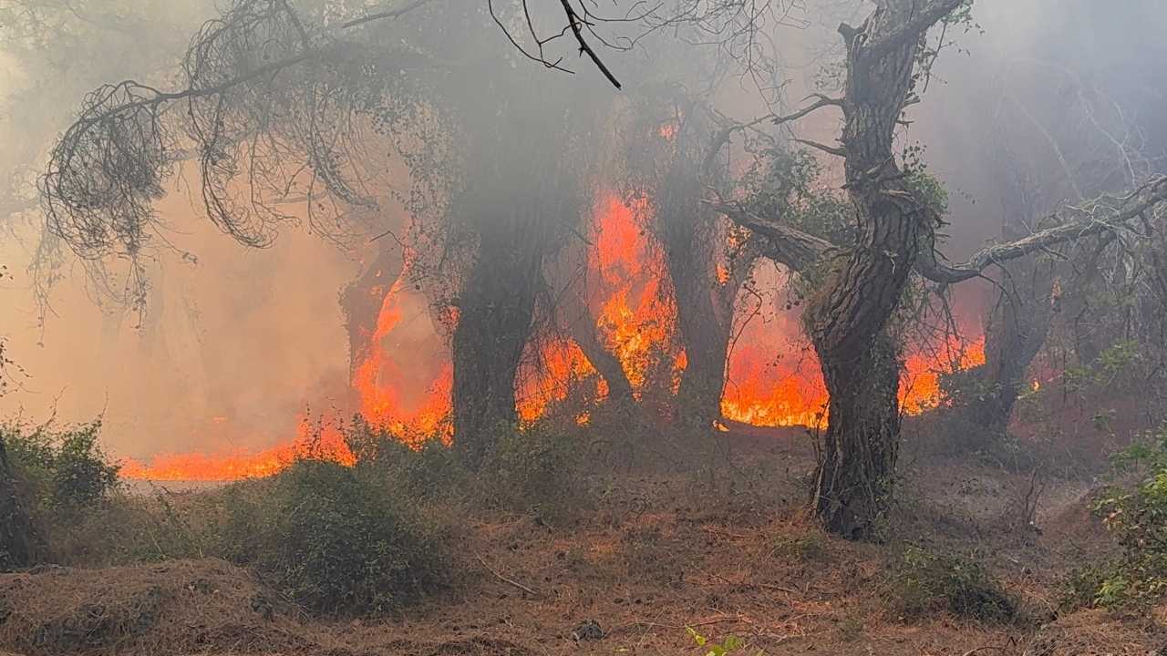 Antalya Ermenek'te Orman Yangını! Alevler Evleri Tehdit Ediyor 21