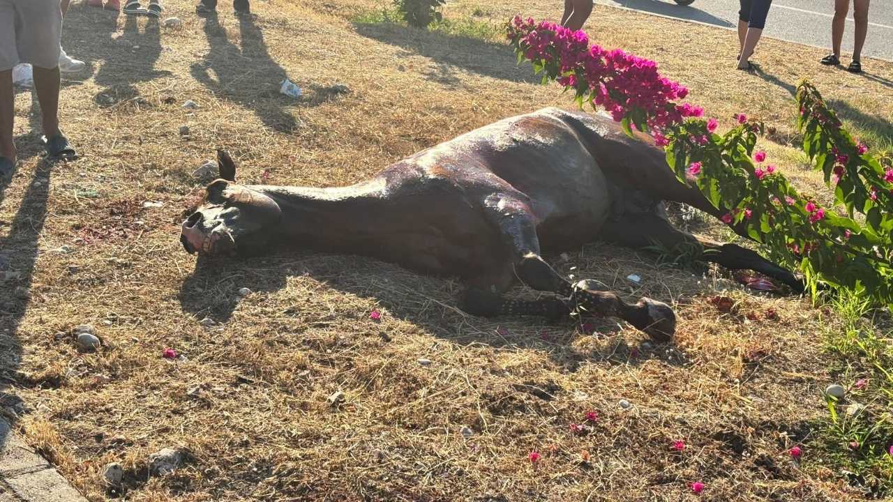 Antalya Finike’de Otomobil Başıboş Ata Çarptı2