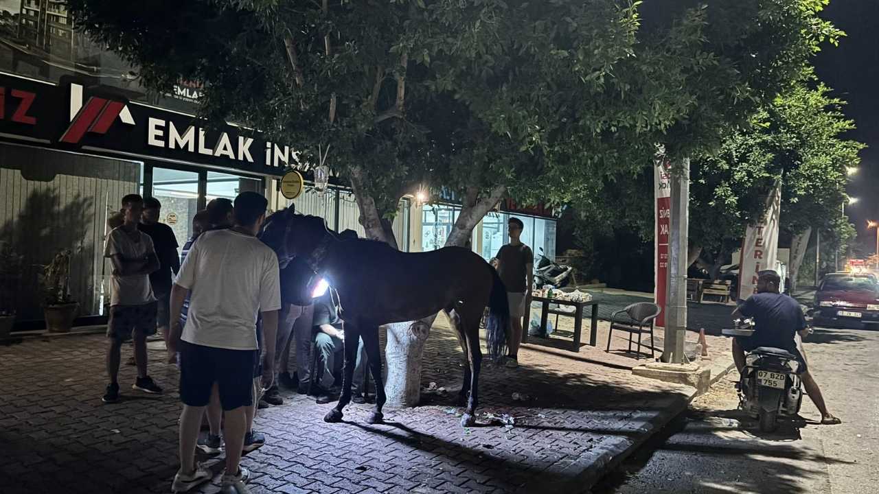 Antalya Finike’de Otomobil Başıboş Ata Çarptı3