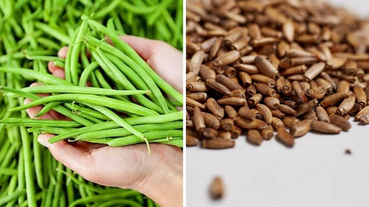 Antalya Kumluca'da 11 Ürün İçin Coğrafi İşaret Başvurusu Yapılacak 2