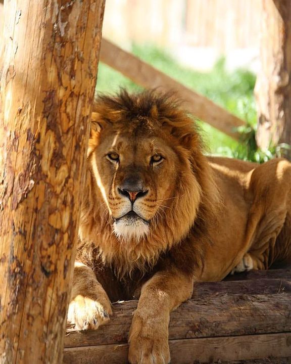 Antalya Manavgat'ta Aslan Kafesinden Kaçtı! 1 Kişiyi Ağır Yaraladı, Aranıyor! 2