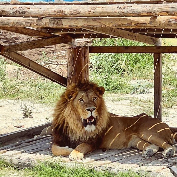 Antalya Manavgat'ta Aslan Kafesinden Kaçtı! 1 Kişiyi Ağır Yaraladı, Aranıyor! 3